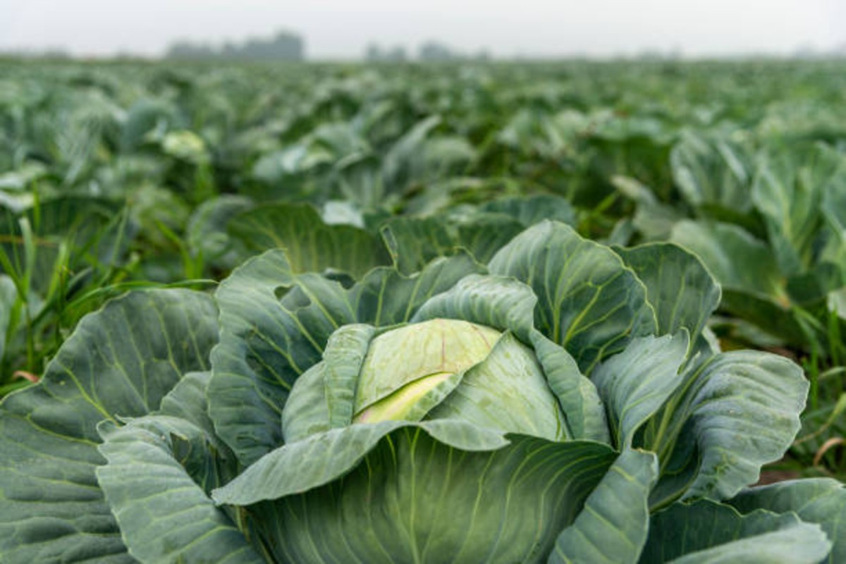 Agriculture Tips