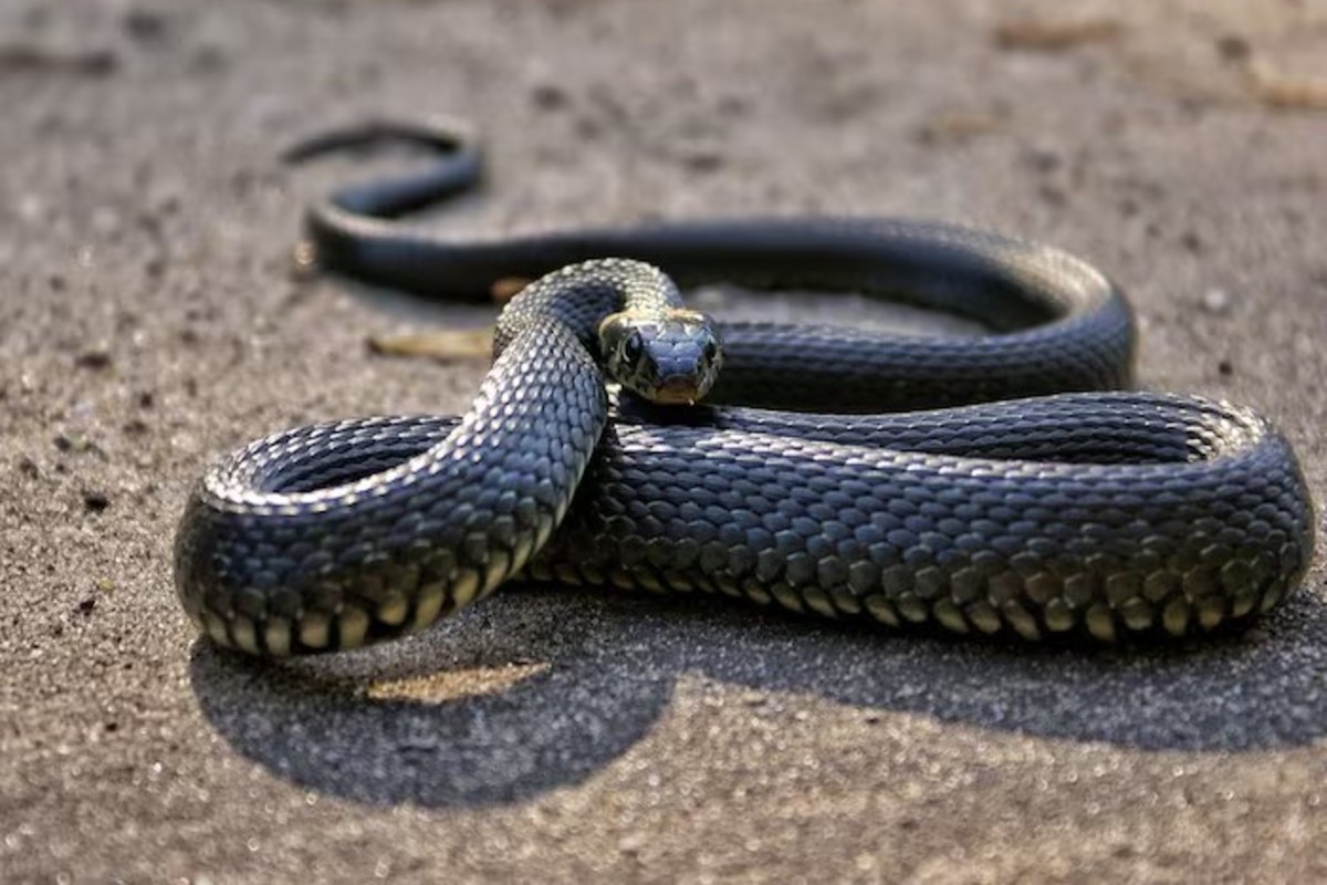 Indian State Without Snakes