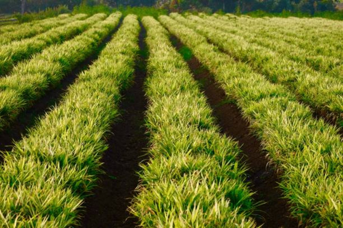 Ginger cultivation for good profits