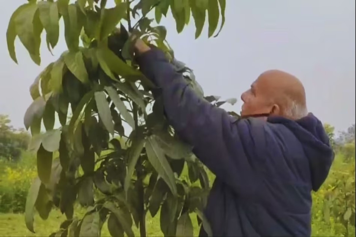 Cultivation of Mahogany