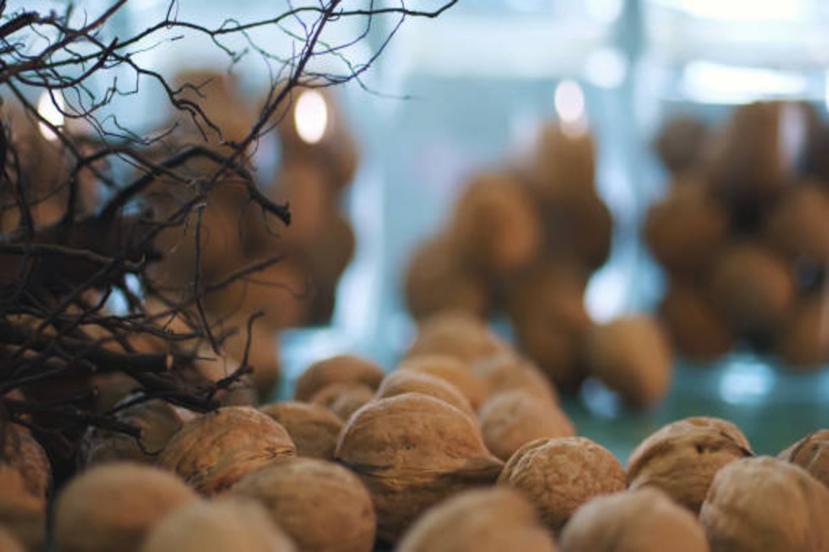 Grafted Walnut Farming