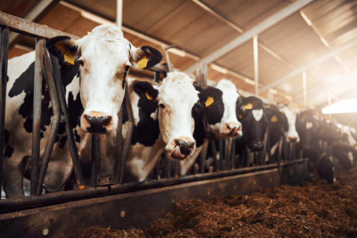 Cow Farming