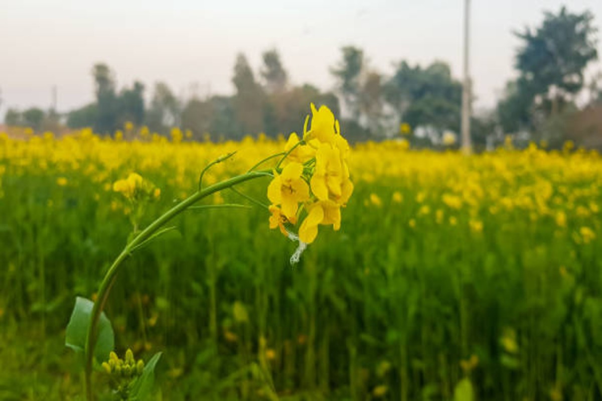 Mustard farming