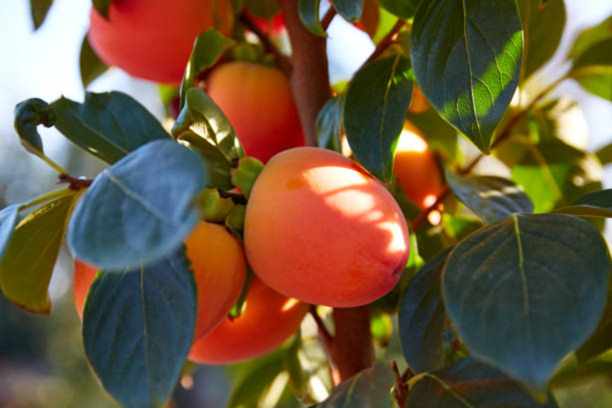 Apricot-Gardening