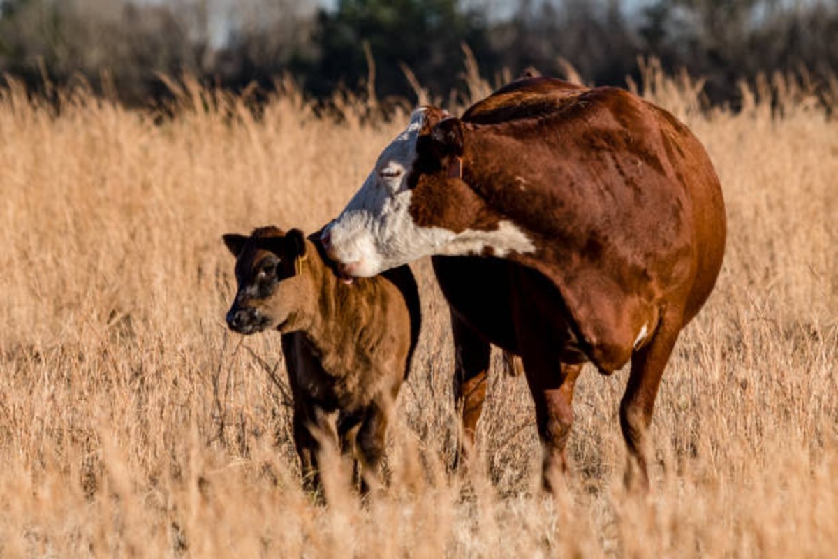 winter calves care