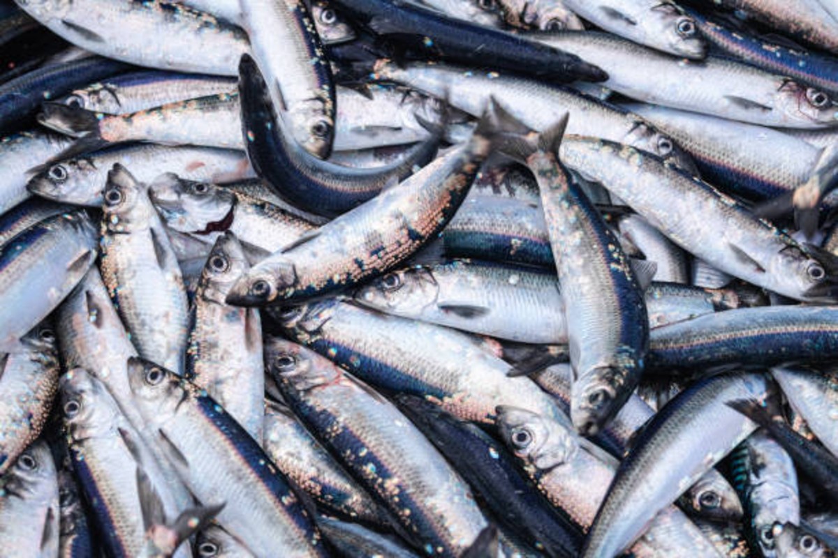 Sea Food Export