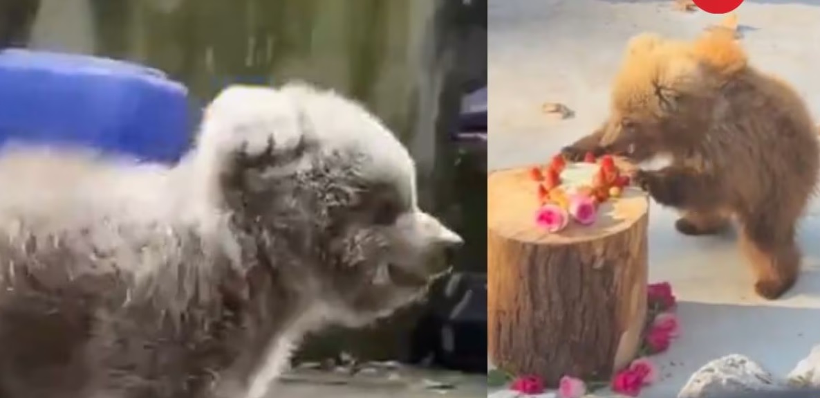 Shanghai Zoo