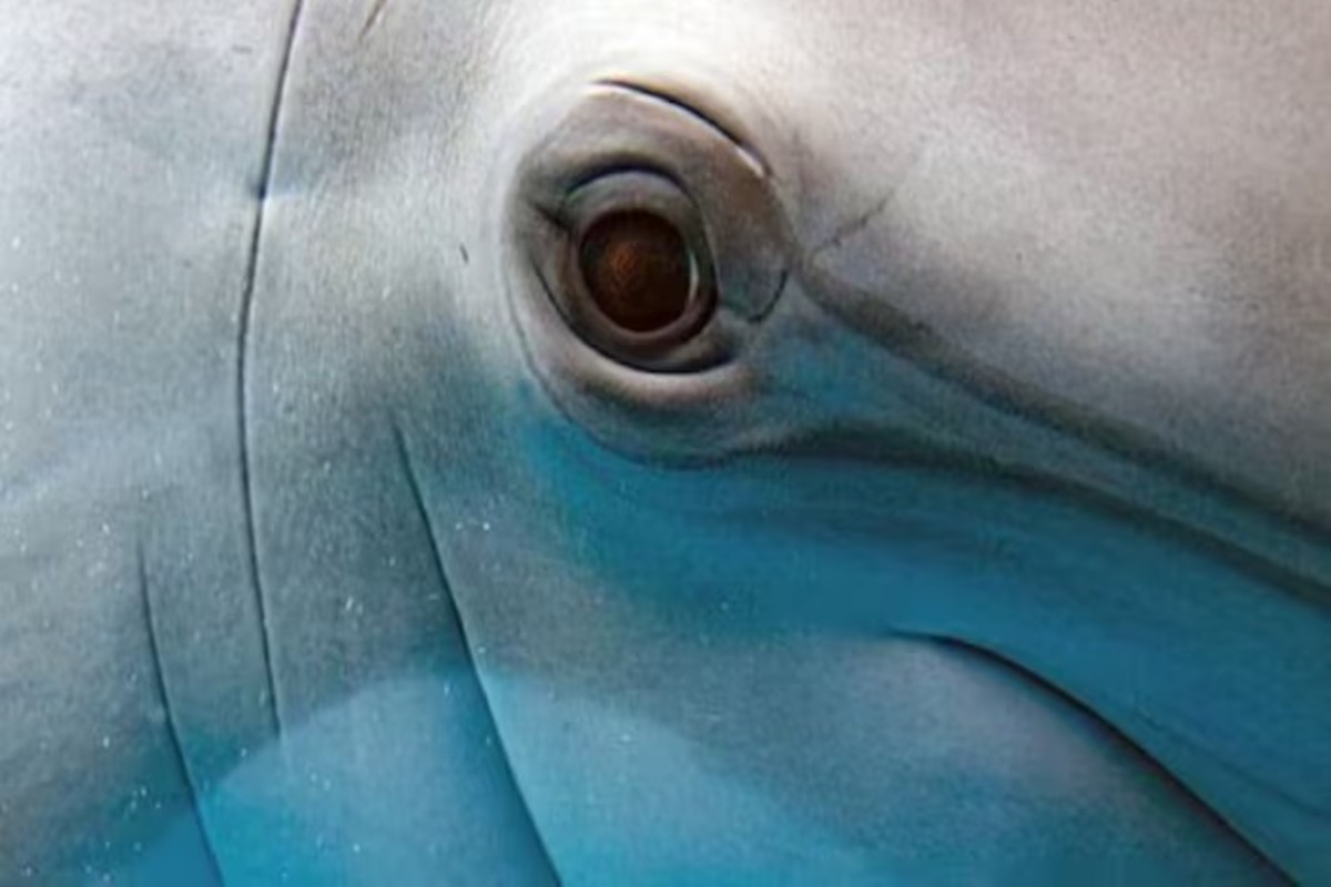 Most intelligent animal