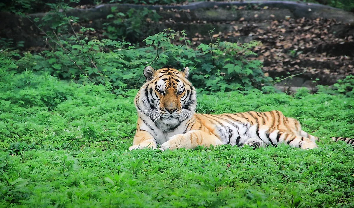 tiger 1