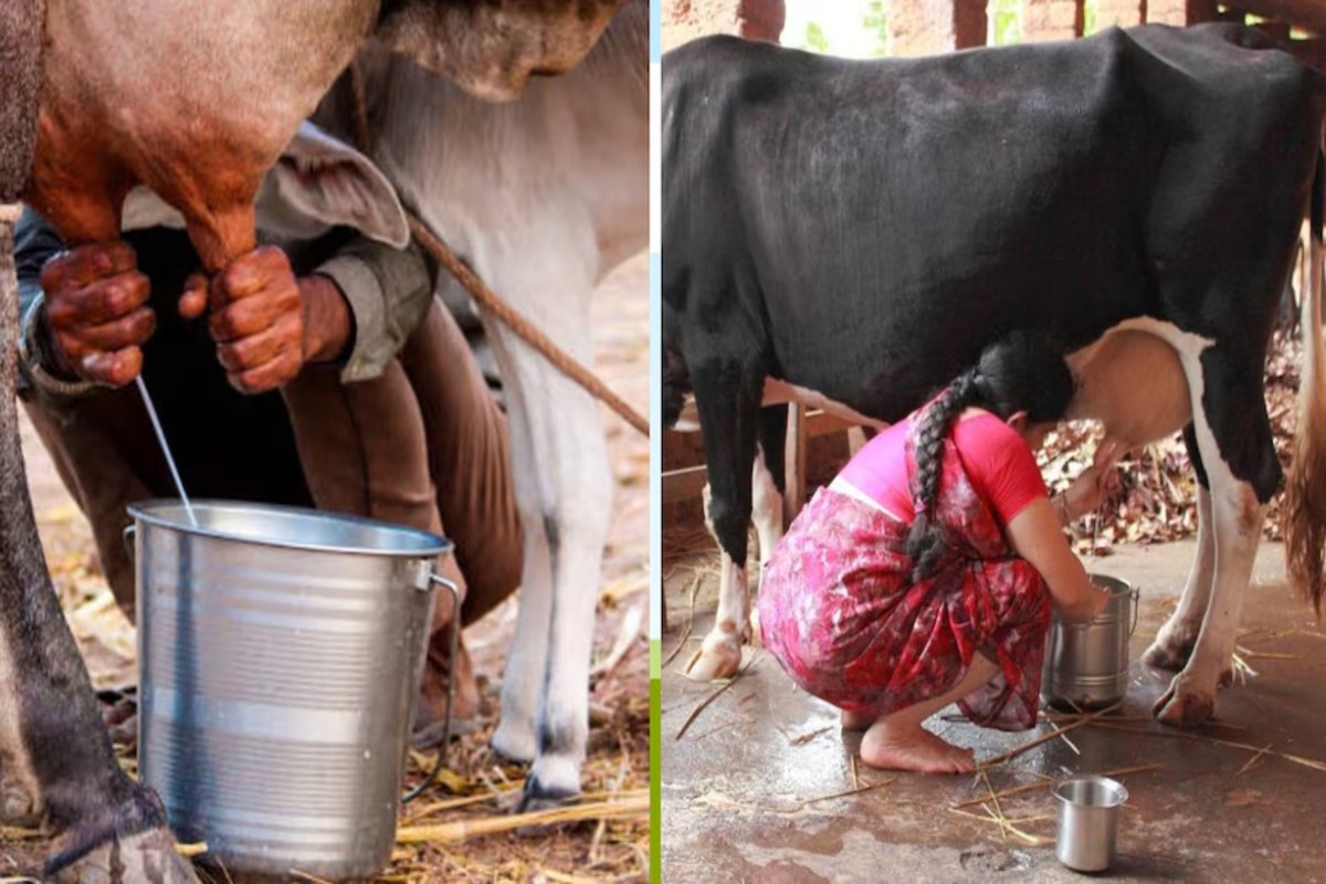 Dairy Export