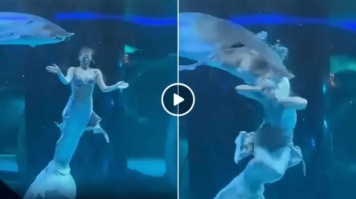 Giant Fish Tried To Eat Mermaid Video