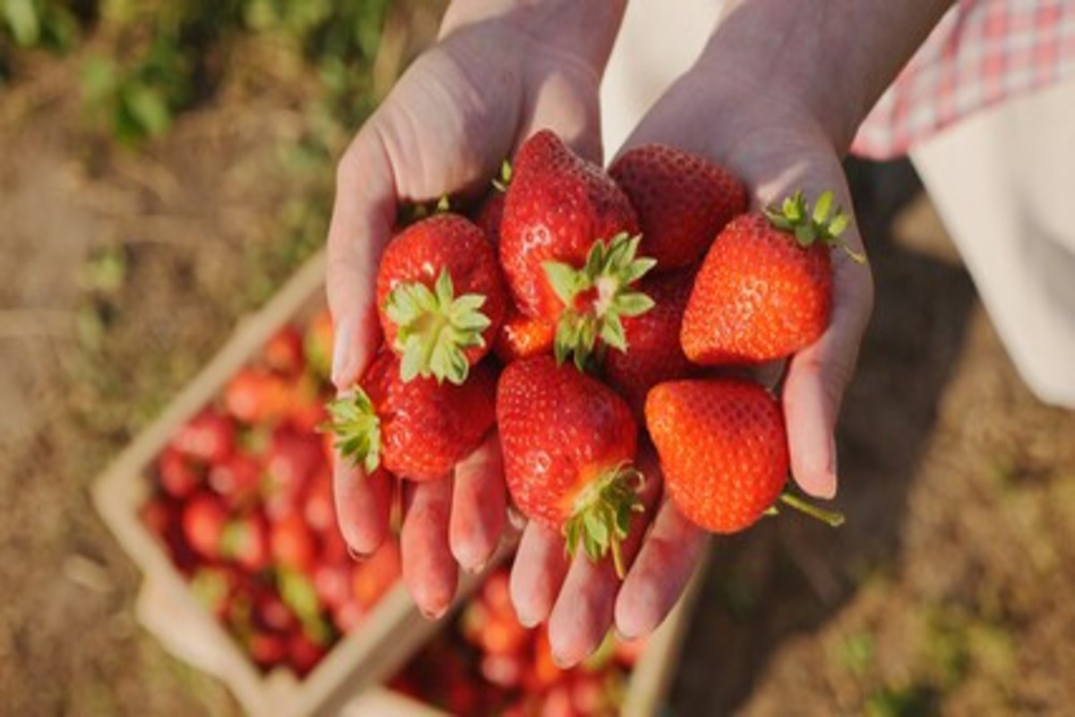 strawberry farming
