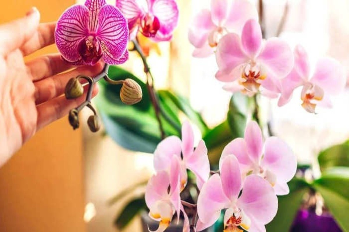 orchid farming tips