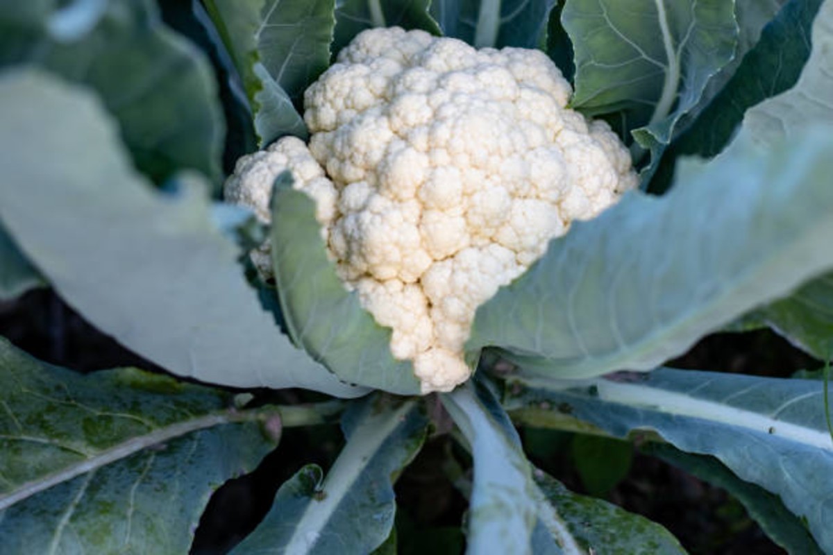 Cauliflower Crop