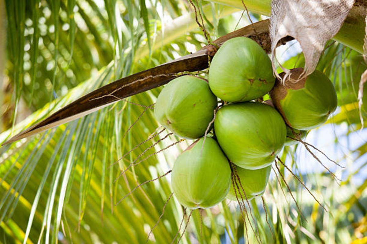 Tumkur Coconut District