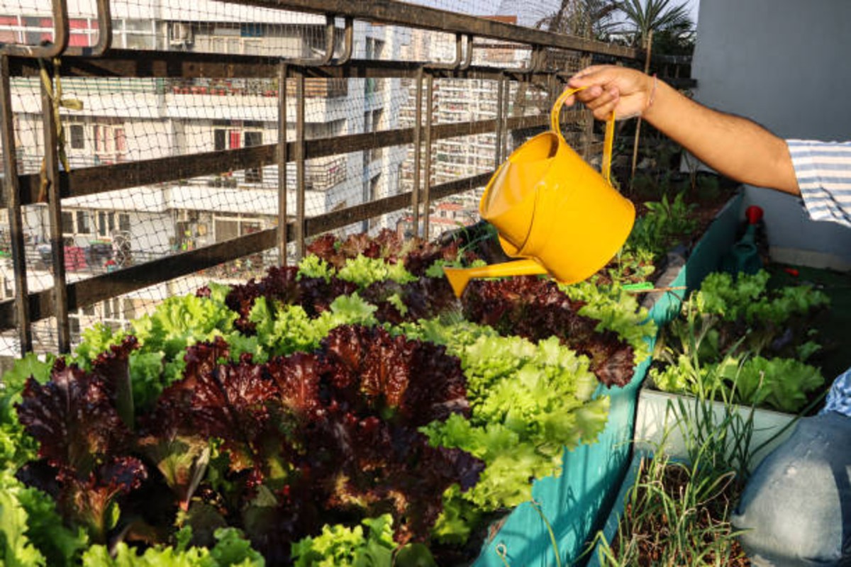 Kitchen gardening