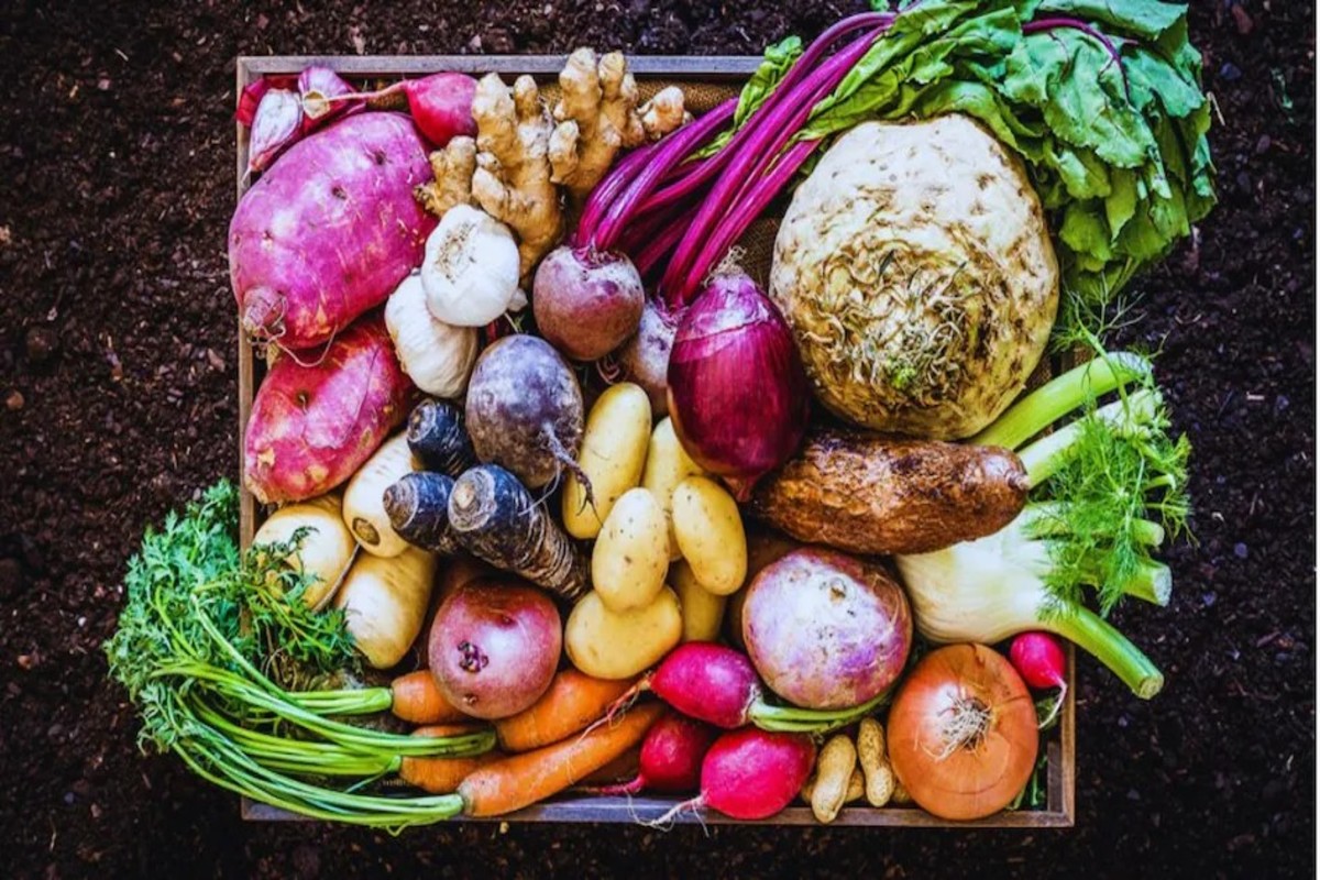 Purple Top White Globe Vegetable