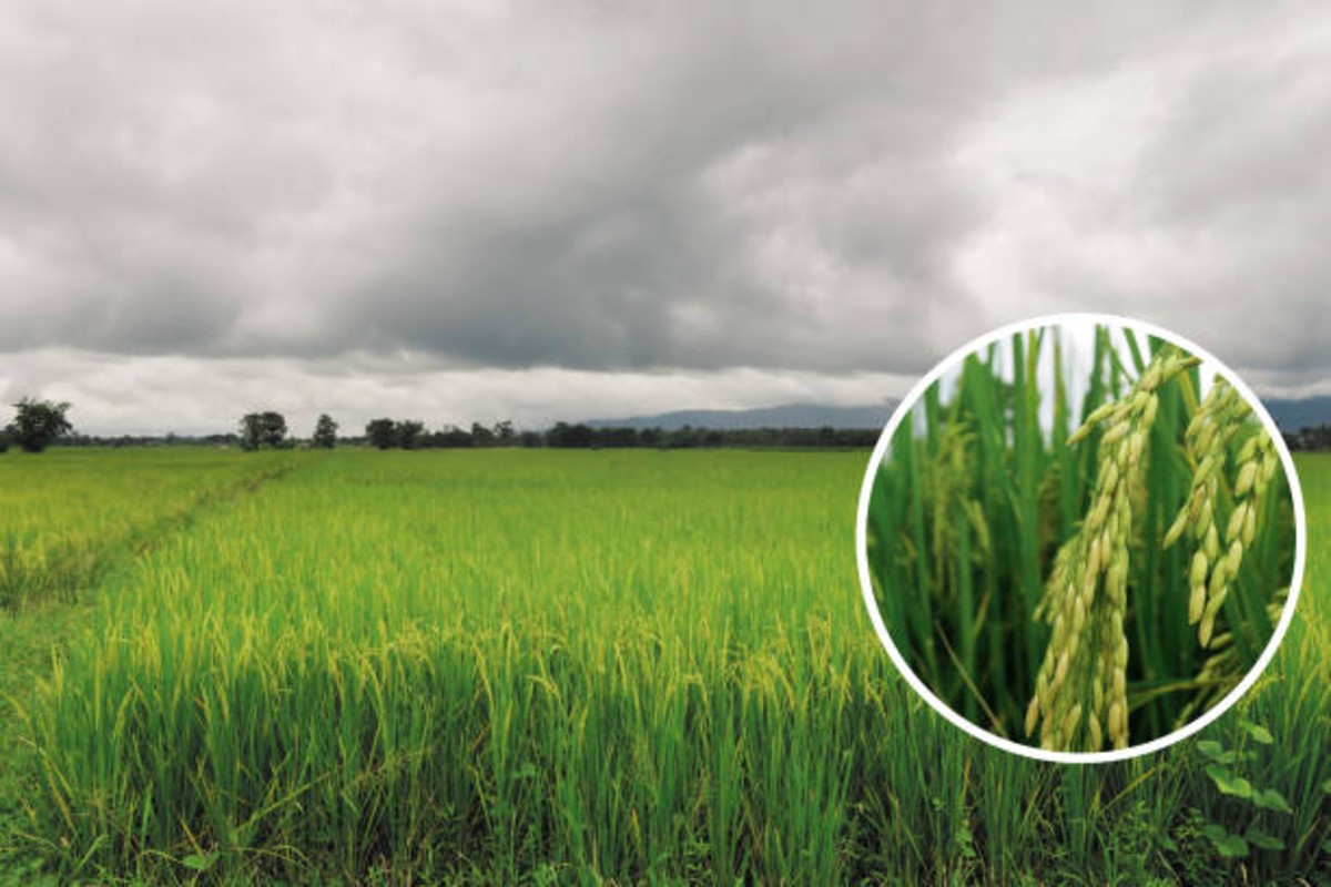 Climate change will reduce wheat and rice production