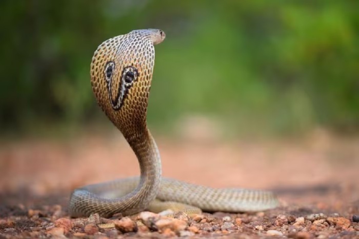 snake revenge myth