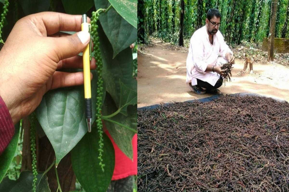 Black Pepper Farming