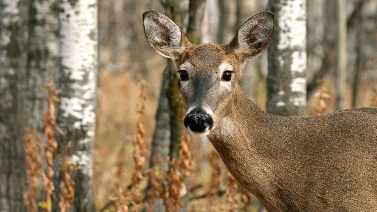 Zombie Deer Disease