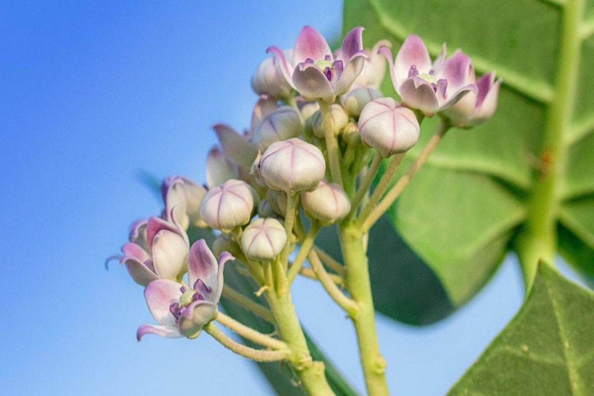 Aak patta For Joint Pain
