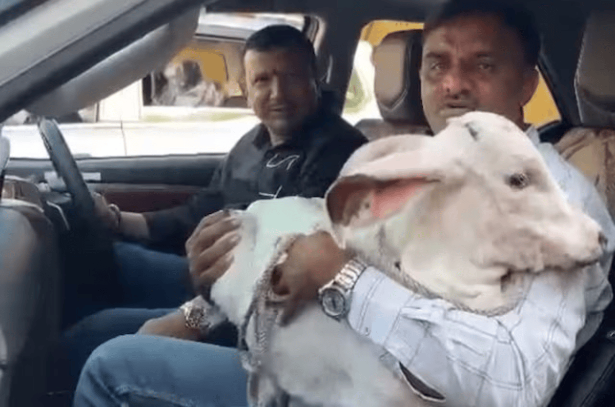 Viral Cow Worship