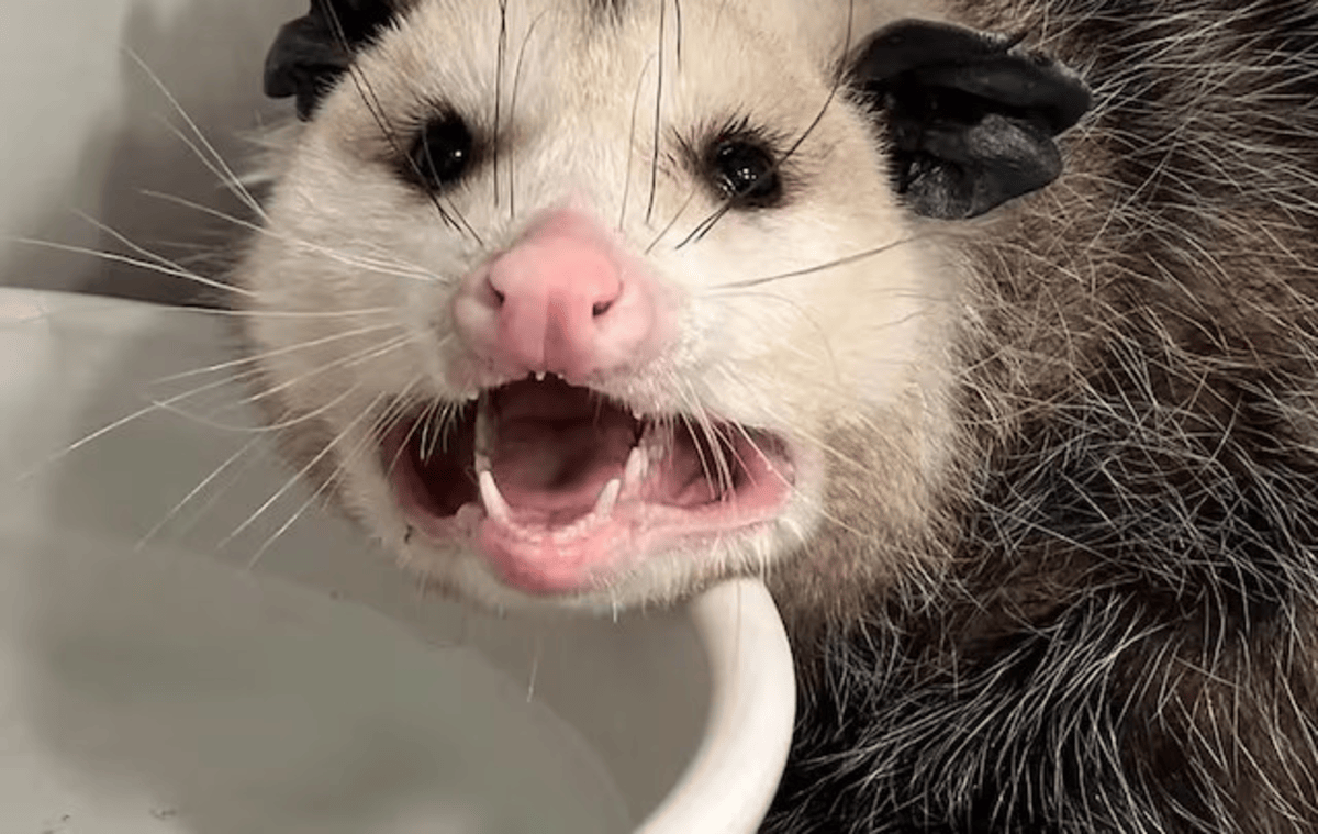 Strange animal found suffering