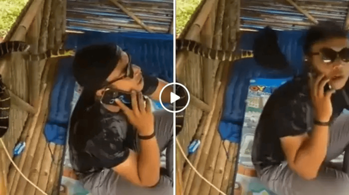 Snake Viral Video