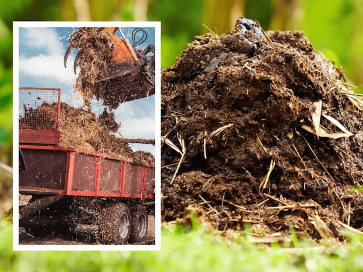 Woman Reports Cow Dung Theft
