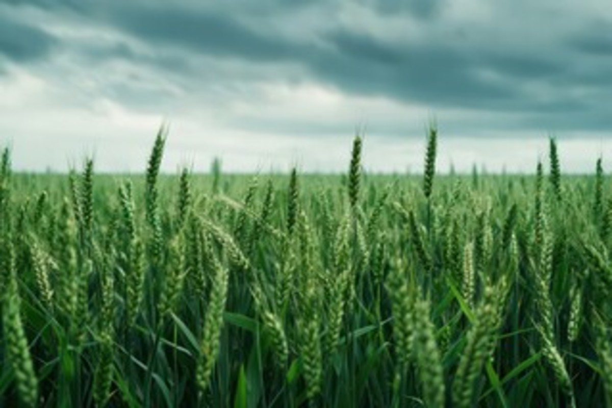 Temperature increase crop damage