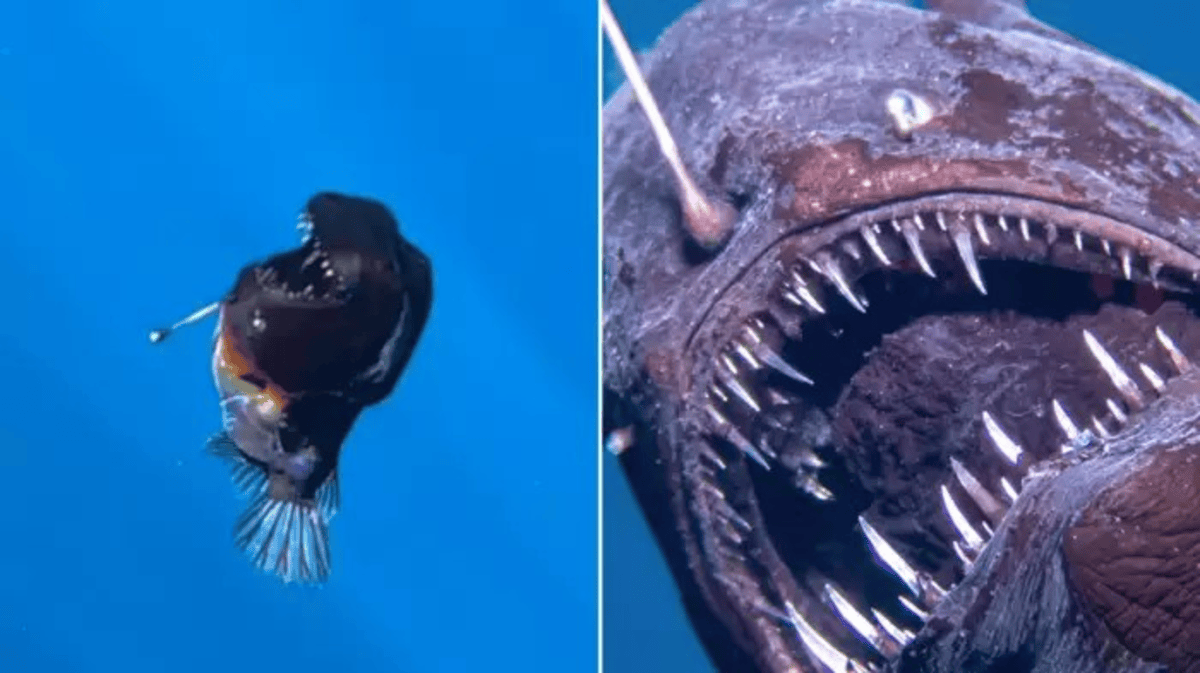 Black Sea Monster Viral Video