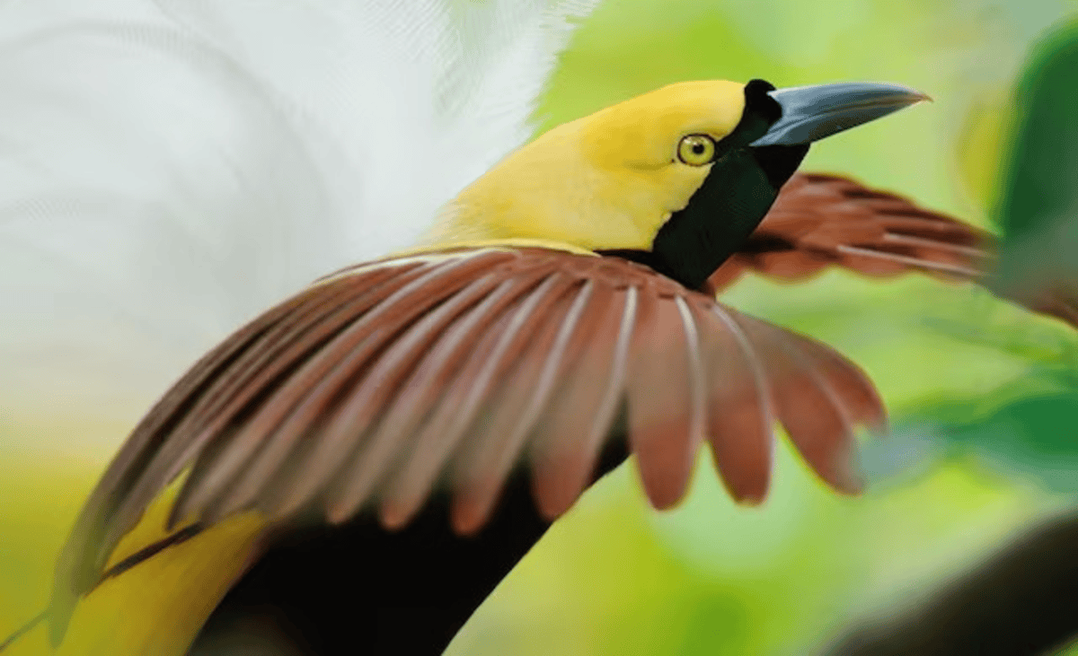 Birds of Paradise
