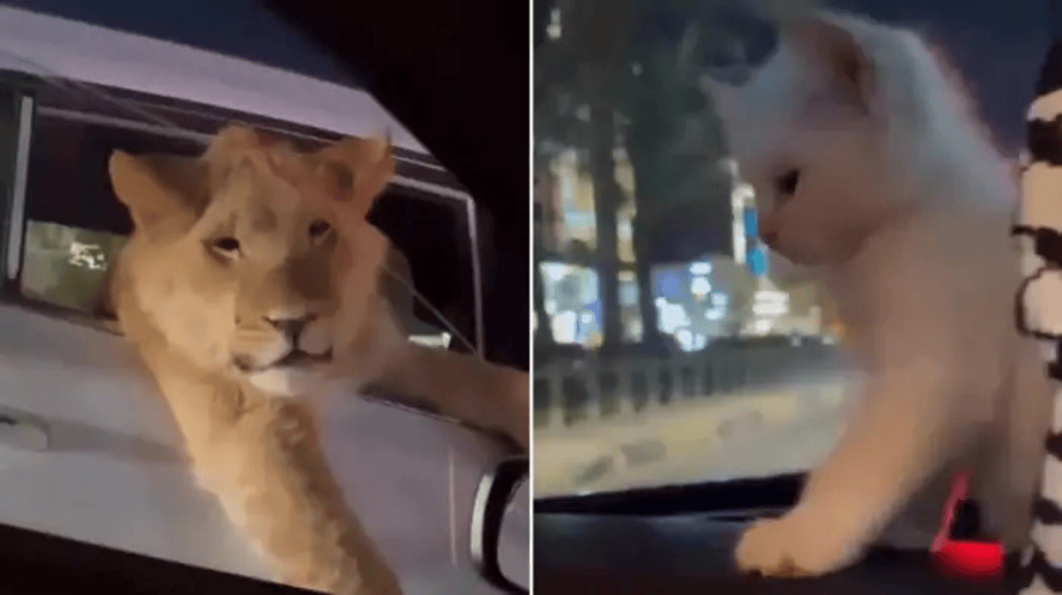 Lion Viral Video