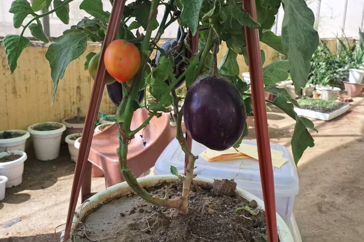 What is Brimato Farming