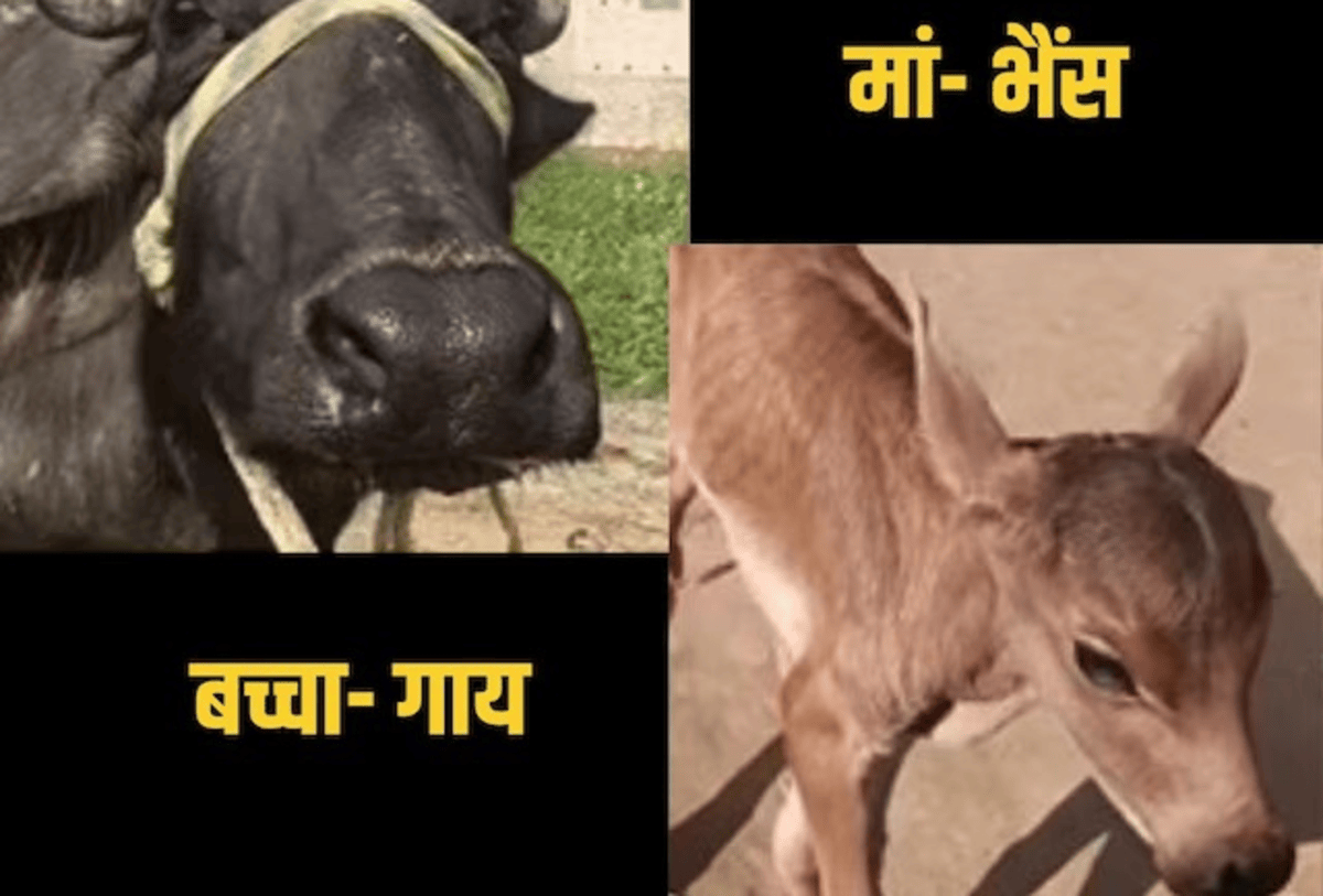 Buffalo Gives Birth Video