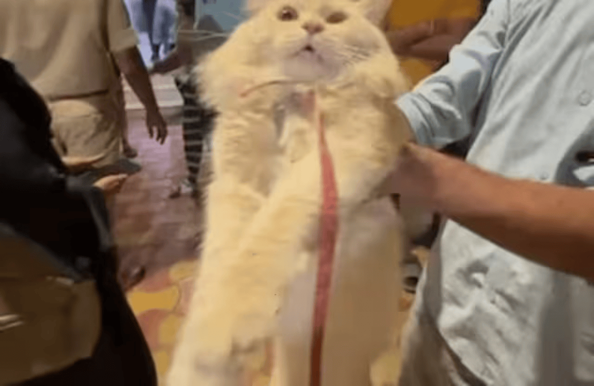 Nalgonda Cat Dispute