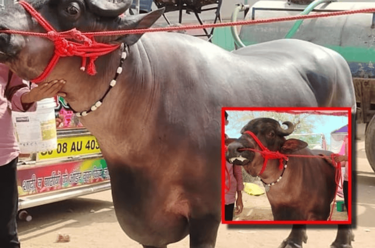 Unique Mura Bull