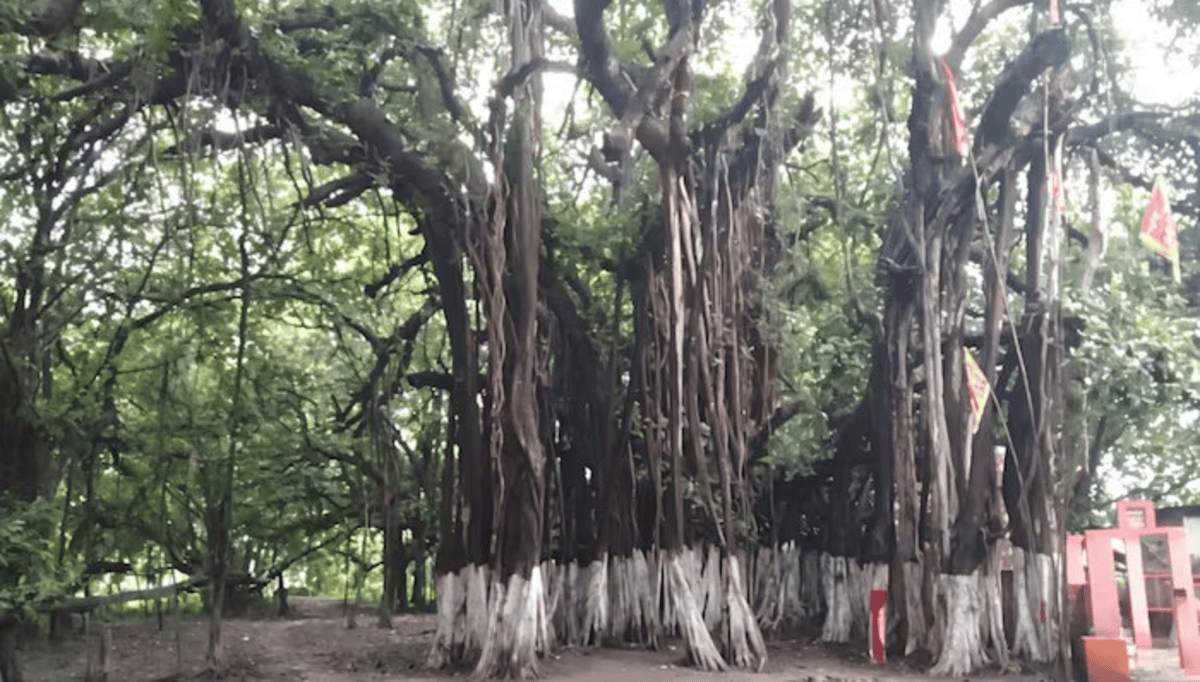 Ballia Largest Banyan Tree