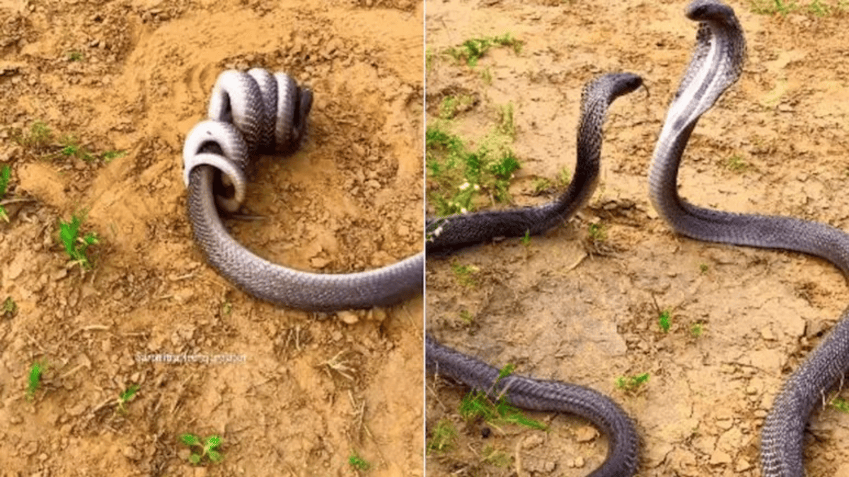 King Cobras Viral Video