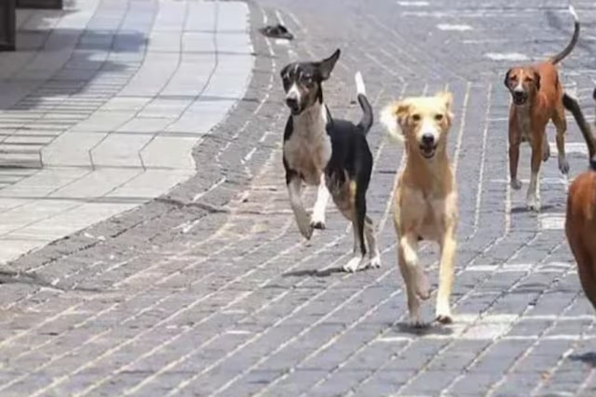 Sambhajinagar Dog Deaths