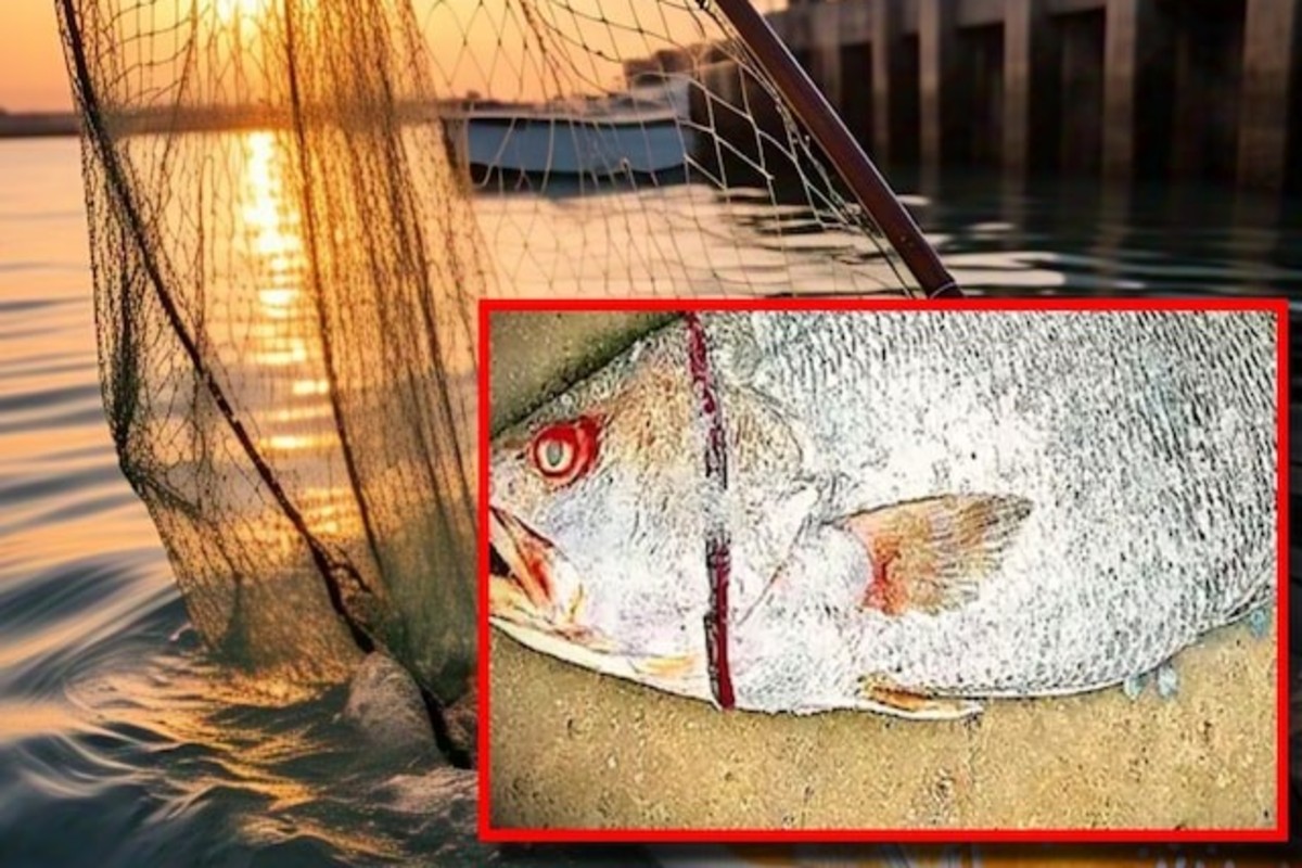 Rare Kachidi Fish