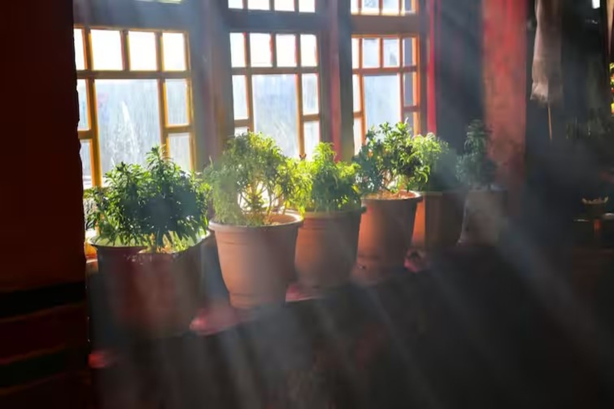 Rooftop fruit growing technology