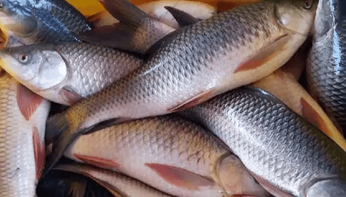 Never Bring This Fish Home