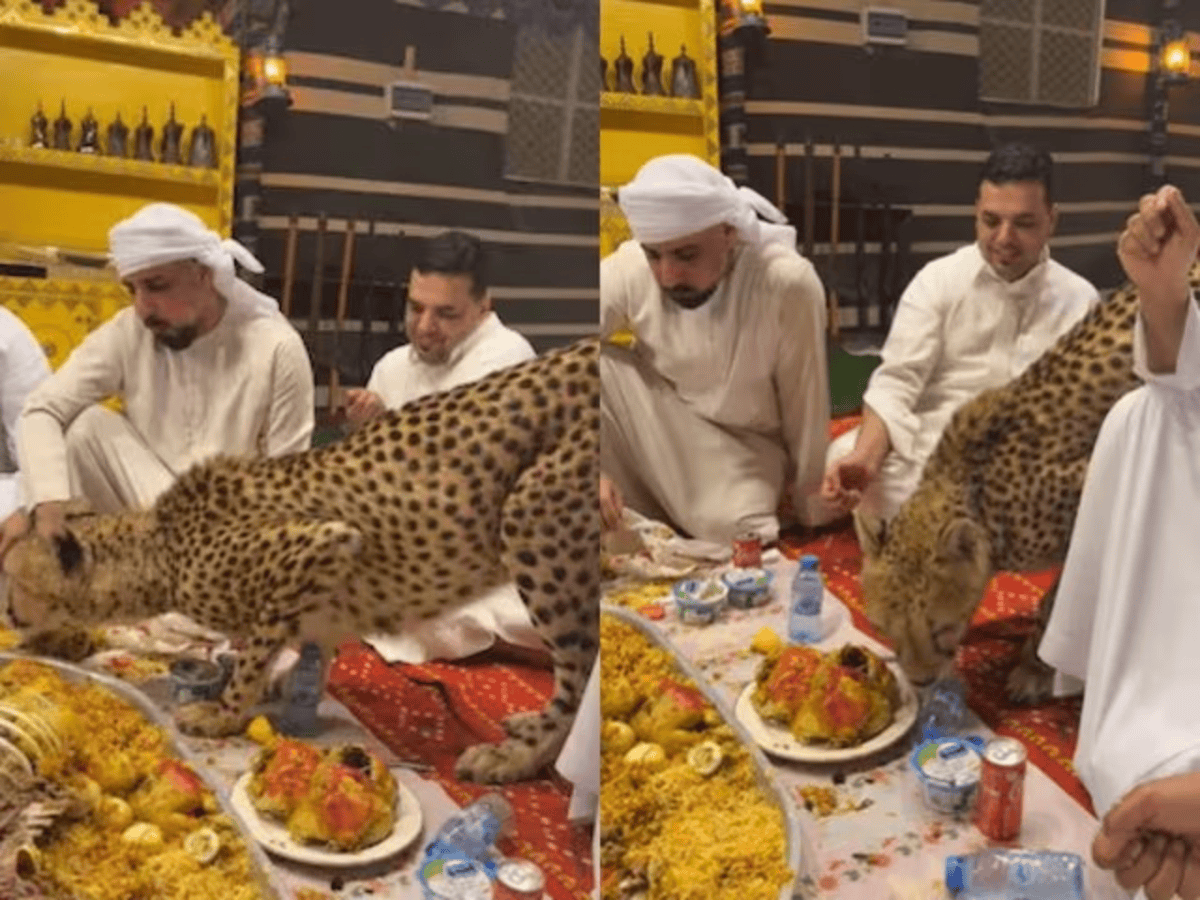Leopard Invades Sheikhs Feast Viral Video