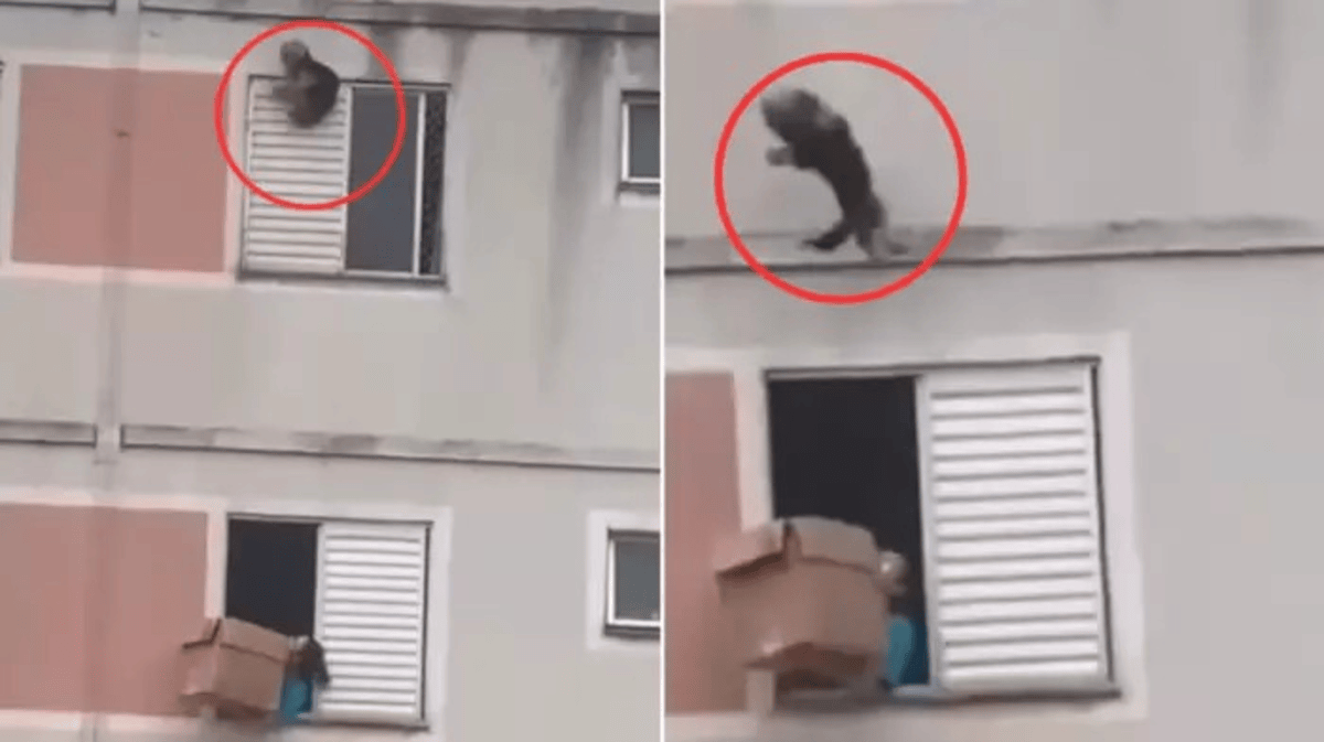 Woman Saves Dog Viral Video
