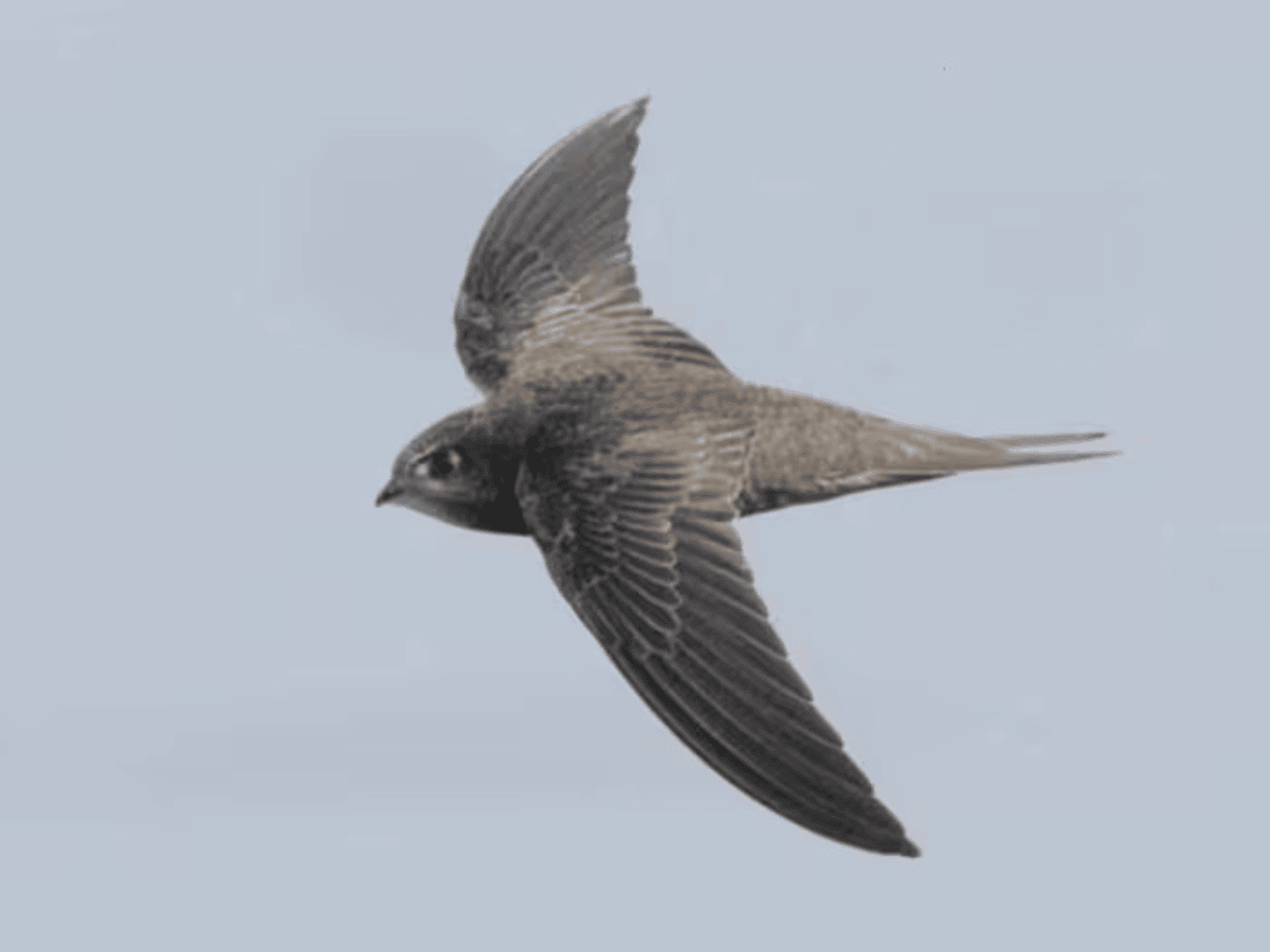 Bird That Flies Nonstop For 10 Months