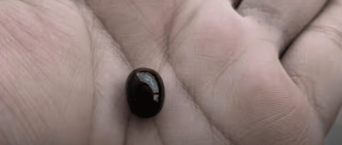 Naagmani is being sold online