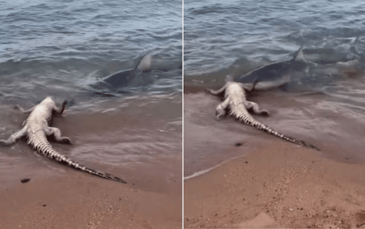 Crocodile Vs Shark Video