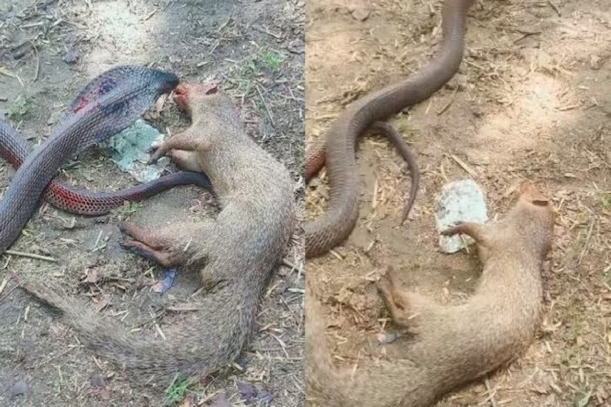 Snake and mongoose fight video
